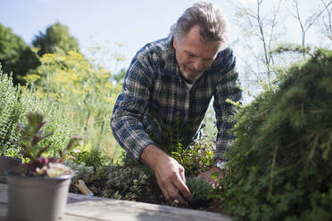 Senior man gardening in sunny backyard - CAIF29918