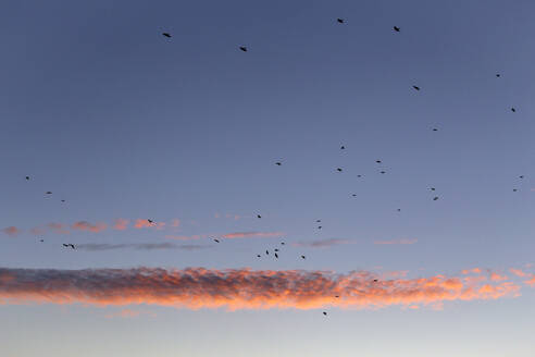 Vogelschwarm fliegt gegen den Himmel in der Abenddämmerung - NDF01160