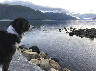 A small border collie looking across a fjord in Norway - CAVF90144