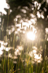 Detail of tall brown grasses in warm summer back light during twilight - CAVF90192