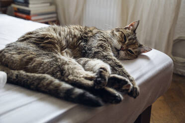 Domestic cat lying on bed at home - MAMF01374