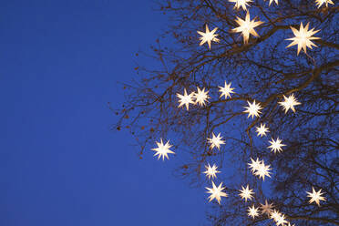 Mit sternförmigen Weihnachtslichtern geschmückte Baumzweige, die nachts im Freien leuchten - GWF06776