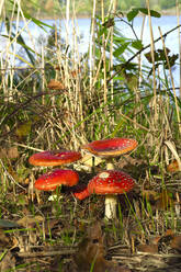 Fly agaric mushrooms (Amanita muscaria) growing outdoors - JTF01678