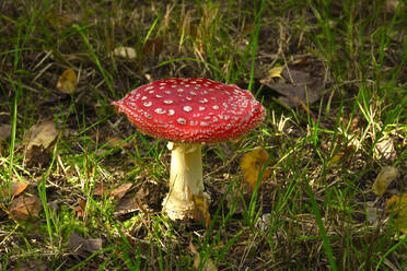 Fly agaric mushroom (Amanita muscaria) growing outdoors - JTF01679