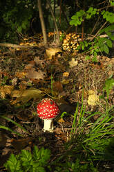 Fliegenpilze (Amanita muscaria), die im Freien wachsen - JTF01680