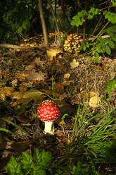 Fly agaric mushrooms (Amanita muscaria) growing outdoors - JTF01680