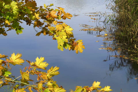 Autumn tree branches dangling over surface of shiny lake stock photo