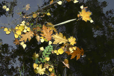 Herbstblätter schwimmen im glänzenden See - JTF01682