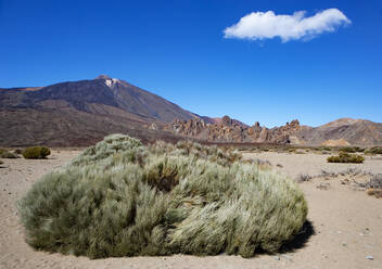 Spain, Santa Cruz de Tenerife, Teide white broom (Spartocytisus supranubius) growing in Teide National Park with Mount Teide in background - WWF05491