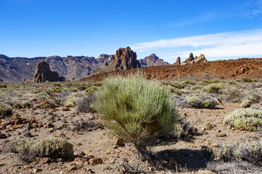 Spain, Santa Cruz de Tenerife, Teide white broom (Spartocytisus supranubius) growing in Teide National Park with Roques de Garcia formation in background - WWF05493