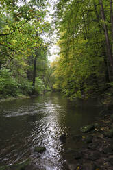 Die Wesenitz fließt durch einen üppigen Herbstwald im Liebethaler Grund - JTF01693