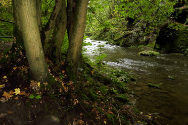 Die Wesenitz fließt durch einen üppigen Herbstwald im Liebethaler Grund - JTF01694