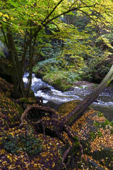 Die Wesenitz fließt durch einen üppigen Herbstwald im Liebethaler Grund - JTF01697