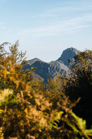 Herbstbäume mit den Gipfeln der Picos de Europa im Hintergrund, lizenzfreies Stockfoto