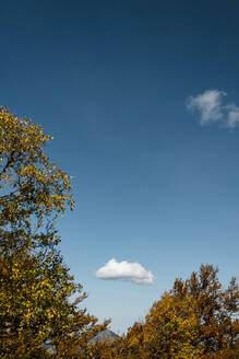 Clear blue sky over autumn trees - JMPF00497