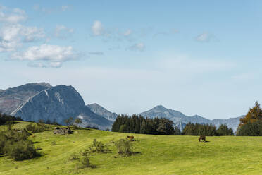 Horses grazing in alpine pasture during autumn - JMPF00499