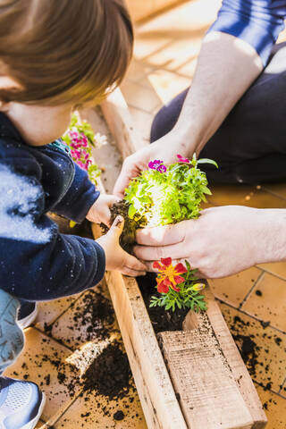 Father and son planting plant while sitting at balcony stock photo