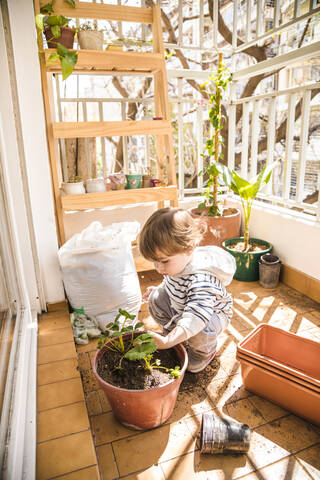 Junge pflanzt Erdbeeren in Blumentopf, während er auf dem Balkon sitzt, lizenzfreies Stockfoto
