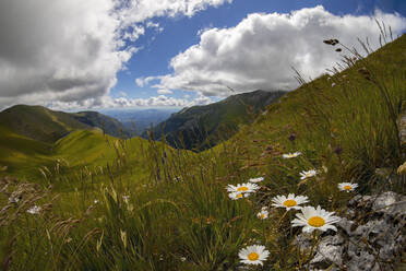 Summer meadow in Ambro Valley - LOMF01230
