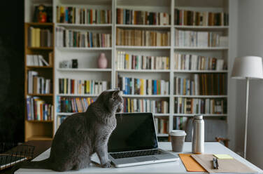 Hauskatze sitzt neben Laptop auf Tisch zu Hause - VABF03646