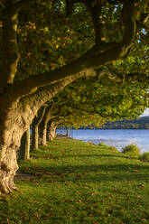 Germany, Baden-Wurttemberg, Radolfzell, Row of trees growing along shore of Lake Constance in early autumn - ELF02287