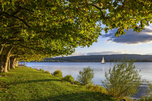 Germany, Baden-Wurttemberg, Radolfzell, Trees along shore of Lake Constance in early autumn - ELF02288