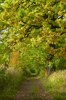 Leerer Wanderweg im Herbstwald - JTF01700
