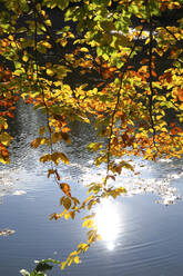 Beech tree branches dangling over lakeshore in autumn - JTF01706