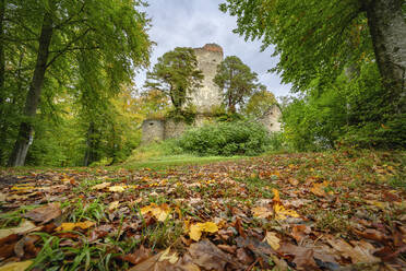 Deutschland, Baden-Württemberg, Bodman-Ludwigshafen, Gefallene Blätter liegen im Herbst auf dem Boden, im Hintergrund steht die Ruine der Burg Altbodman - ELF02291