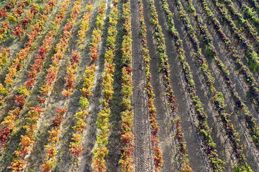 Full frame shot of vineyard on sunny day - DSGF02303