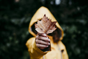 Girl in raincoat hiding face behind dry ivy leaf while standing against leaf wall - EBBF01172