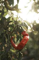 Red chili pepper growing outdoors - BZF00589