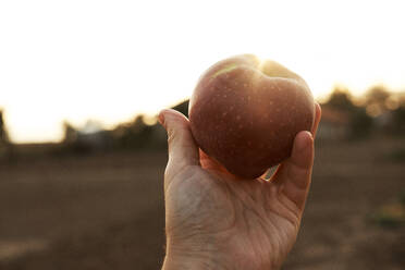 Hand of man holding ripe apple against setting sun - BZF00591