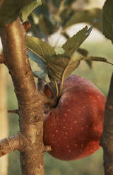 Ripe apple growing outdoors - BZF00595