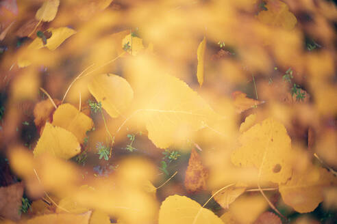 Autumn leaves lying outdoors - DSGF02309
