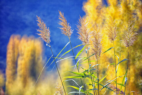 Schilf im Herbst im Freien - DSGF02311