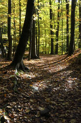 Autumn forest in Elbe Sandstone Mountains - JTF01709