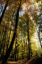 Autumn forest in Elbe Sandstone Mountains - JTF01711