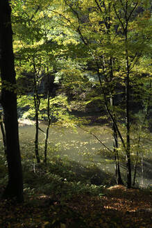 Fluss fließt durch grünen Herbstwald im Elbsandsteingebirge - JTF01712