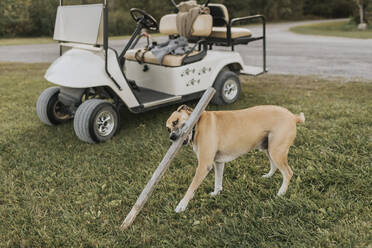 Hund, der mit einem Holzstock spielt, während er neben einem Golfwagen im Freien steht - SMSF00436