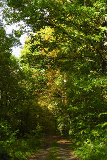 Malerweg im Elbsandsteingebirge - JTF01717