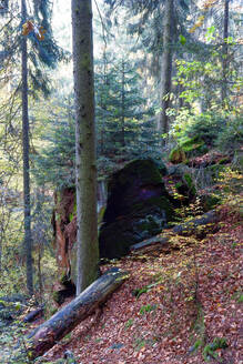 Malerweg im Elbsandsteingebirge - JTF01719