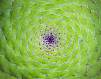 Green natural pattern of flat-topped aeonium (Aeonium tabuliforme) - WWF05544