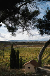 Landschaftliche Ansicht eines Weinbergs gegen den Himmel an einem sonnigen Tag - EGAF00950