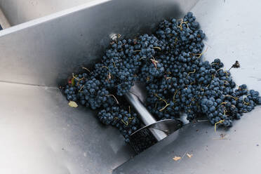 Fresh grapes in crushing machinery at winery - EGAF00973