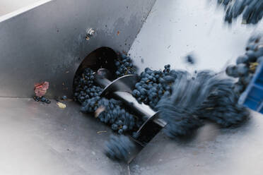 Fresh grapes falling on crushing machinery at winery - EGAF00974