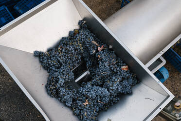 Bunch of fresh grapes in crushing machinery at winery - EGAF00975