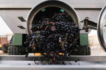 Grapes falling from machinery at winery - EGAF00977