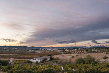 Blick auf den Weinberg gegen den Himmel bei Sonnenuntergang - EGAF00981