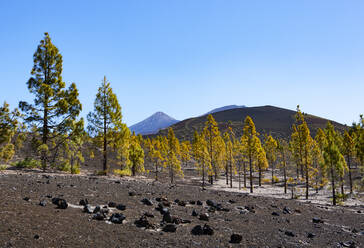 Herbstlicher Hain auf der Insel Teneriffa - WWF05548